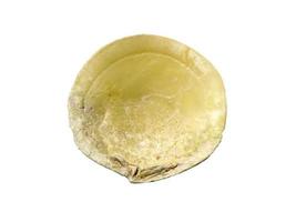 Mollusk shells isolated on white background. Oyster with white background photo