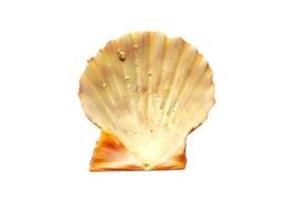Exotic sea shells on a white background