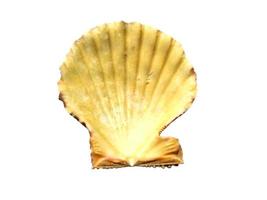 Exotic sea shells on a white background photo