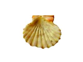 Exotic sea shells on a white background photo