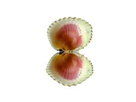 Exotic sea shells on a white background photo