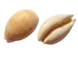 Exotic sea shells on a white background photo