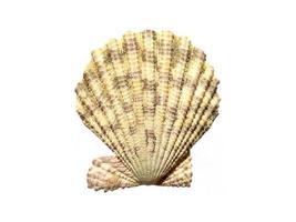 Exotic sea shells on a white background photo