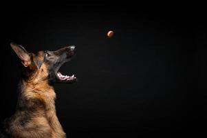 Portrait of a German shepherd with an open mouth. she catches a sausage, in front of an isolated black background. photo