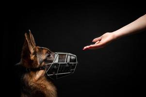 A woman feeds a German shepherd puppy from her hand. photo