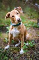 jack russell en un paseo por el parque de otoño foto