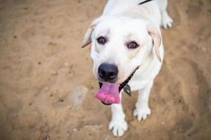 un labrador blanco caminando en un campo de verano. foto