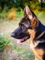 Portrait of a German Shepherd puppy. photo