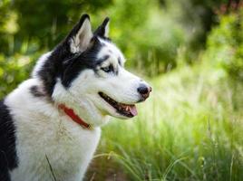 husky siberiano blanco y negro, caminando en el campo de verano foto