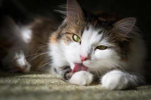 Fluffy cat licks his hair with his tongue photo