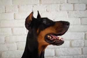 retrato de un perro doberman. foto