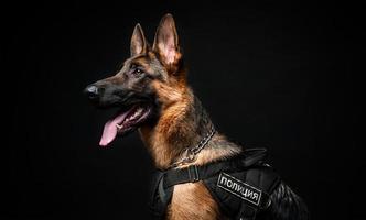 Portrait of a German shepherd police officer. in front of an isolated black background. photo
