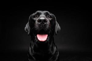 Portrait of a Labrador Retriever dog on an isolated black background. photo