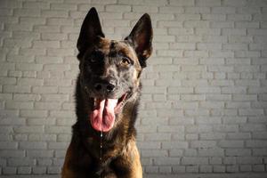 Portrait of a Belgian shepherd dog. photo