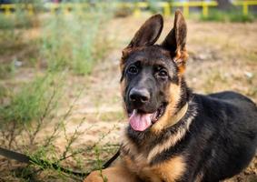 Portrait of a German Shepherd puppy. photo