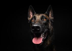 retrato de un perro pastor belga sobre un fondo negro aislado. foto