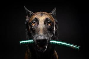 Portrait of a Belgian shepherd dog with a toy in its mouth, shot on an isolated black background.