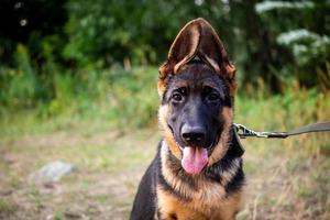 retrato de un cachorro de pastor alemán. foto