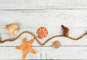 Sea shellfish  on white wood background photo