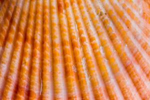 close up shoot of sea shell photo