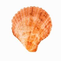 Sea shellfish isolated on white background photo