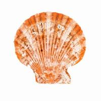 Sea shellfish isolated on white background photo