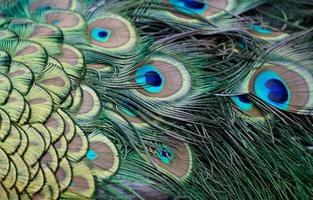 Peacock feathers close up photo