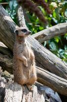 Alert Meerkat or Suricate on a tree stump photo