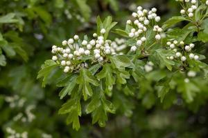 Hawthorn tree bursting into life in the spring rain photo