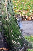 Grey Squirrel clinging to the side of a tree photo