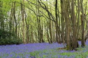 Sussex Bluebells flowering in springtime photo