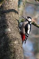 pájaro carpintero manchado foto