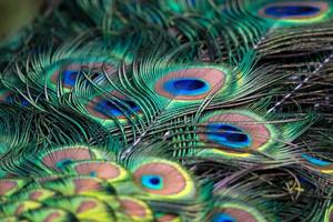 plumas de pavo real de cerca foto