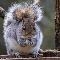 Grey Squirrel eating seed from a wooden table photo