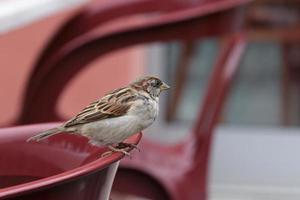 Sparrow perched on a plastic chair photo