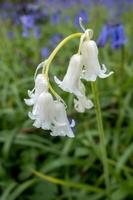 White Sussex Bluebells photo