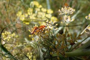 Two Soldier Beetles photo