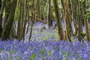 Sussex Bluebells flowering in springtime photo