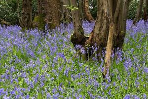 Sussex Bluebells flowering in springtime photo