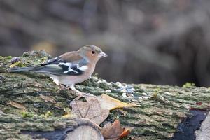 Chaffinch standing on a dead tree photo