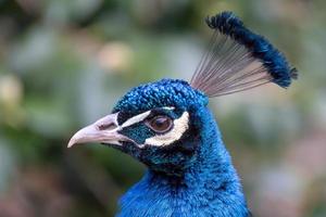 Peacock  close up photo