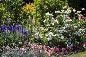 An East Grinstead Garden in Full Bloom photo