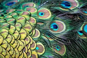 plumas de pavo real de cerca