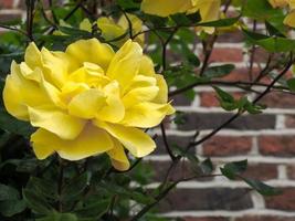 Yellow Rose Flowering against a Wall in Southwold photo