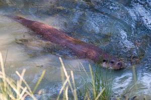 Eurasian Otter swimming through the lake photo