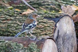 Chaffinch standing on a dead tree photo