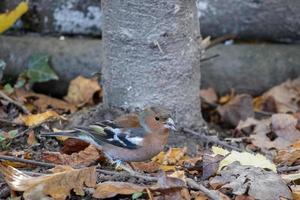 Chaffinch standing on the canopy floor photo