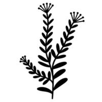 Vector botanical illustration of a branch with oval leaves. Isolated icon on white background. The contour of the grass with inflorescences. Black doodle hand drawn illustration