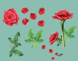 rose flower petals set vector