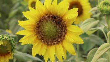 Bee collecting honey from a sunflower 4K video. Honey bee collecting nectar and pollen from sunflower close-up footage. 4K video clip of a bee collecting pollen on a sunflower. Bee flying video.